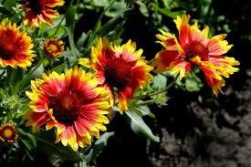 Gallardia (Gaillardia aristata)