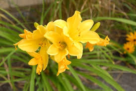 Hemerocallis o Lirio de San Juan («Hemerocallis spp»)