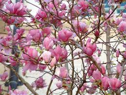 Árbol lirio o Magnolio Chino («Magnolia x soulangeana»)