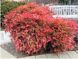 Nandina («Nandina domestica»)
