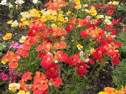 Nemesia («Nemesia strumosa»)