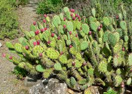 Opuntia («nopales, tunas o chumberas»)