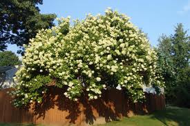 Paniculata («Gypsophila paniculada»)