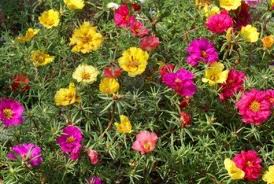Portulaca o Flor de un día («Portulaca grandiflora»)