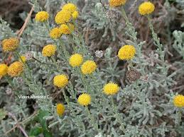 Santonina («Santolina chamaecyparissus»)