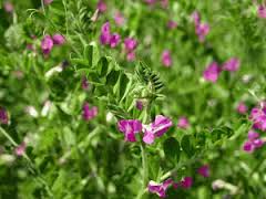 Veza o Janamargo («Vicia sativa»)