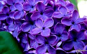 Violeta («Hermosa, Herbácea y vivaz»)