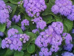 Agerato, Damasquino («Ageratum houstonianum»)