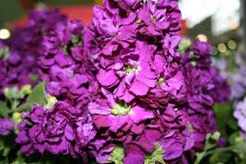 Alhelí encarnado, Alhelí cuarenteno (“Matthiola incanaâ€)