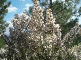 Brezo blanco («Erica arborea»)