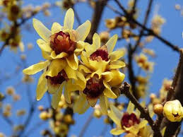 Calicanto del Japón («Chimonanthus fragans»)