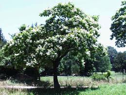 Catalpa americana, árbol Indio («Catalpa bignonioides»)
