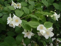 El Celindo («Philadelphus coronarius»)