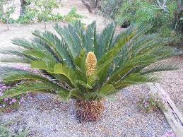 Cica del Japón («Cycas revoluta»)