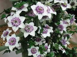 Clematis, Clemátide (Clematis spp)