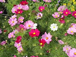 Cosmos («Cosmos bipinnatus»)