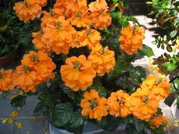 Crosandra, Justicia («Crossandra Infundibuliformis»)
