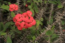Corona de espinas, Espina de Cristo («Euphorbia milii»)