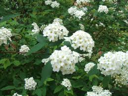 Espirea del Japón («Spiraea japónica»)