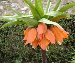 Corona imperial, Fritilaria («Fritillaria imperiales»)