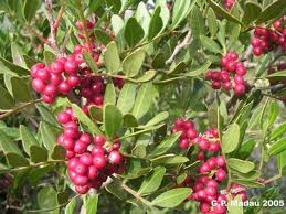 El Lentisco («Pistacia lentiscus»)