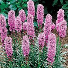 Liatris («Liatris spicata»)