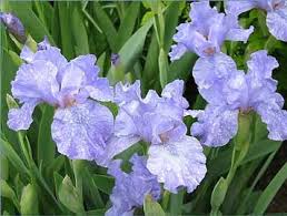 Lirio azul («Iris germanica»)