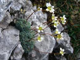 Saxifraga («Saxifraga granulata»)