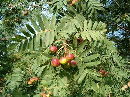 Serbal común («Sorbus domestica»)
