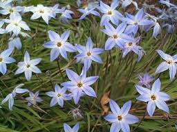 Ipheion: Wisley Blue («Ipheion uniflorum»)