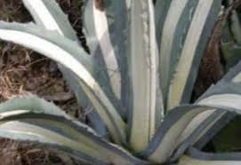 Pita, Alcivara («Agave americana»)