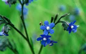 Ancusa ( «Anchusa azurea»)