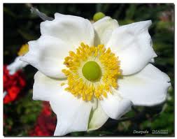 Anémona japonesa («Anemone japonica»)