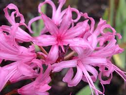 Nerine, Azucena de Guernese («Nerine bowdenii»)