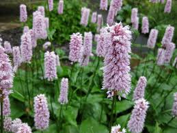 Bistora («Polygonum bistorta»)