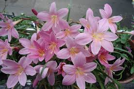 Cefirante, Lirio de lluvia («Zephyranthes carinata»)