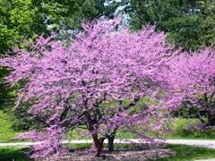 Cercis, árbol de Judas («Cercis siliquastrum»)