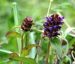 Consuelda menor («Prunella vulgaris»)