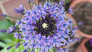 Flor de la corona («Scilla peruviana»)