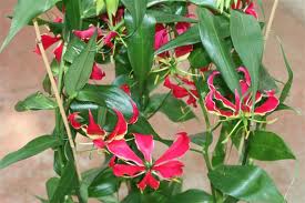 Gloriosa («Gloriosa rothschildiana»)