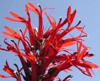 Lobelia roja («Lobelia cardinalis»)