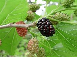 Mora negra («Morus nigra»)