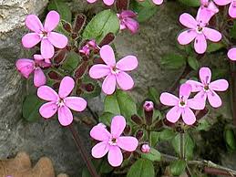 Saponaria, Hierba jabonera («Saponaria officinali»)