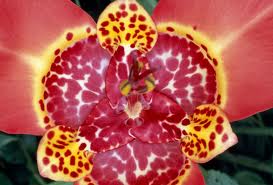 Flor de tigre («Tigridia pavonia»)
