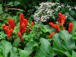 Flor de primavera, Aro («Arum italicum»)