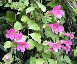 Asarina («Asarina erubescens»)