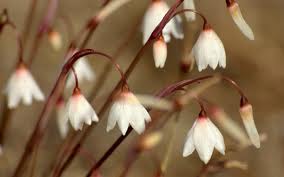 Campanilla de otoño («Leucojum autumnale»)