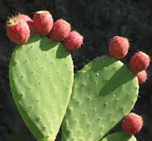 Chumbera («Opuntia maxima»)