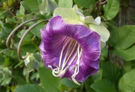 Cobea («Cobaea scandens»)