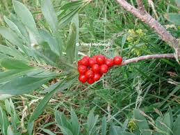 Mecerón («Daphne mezereum»)